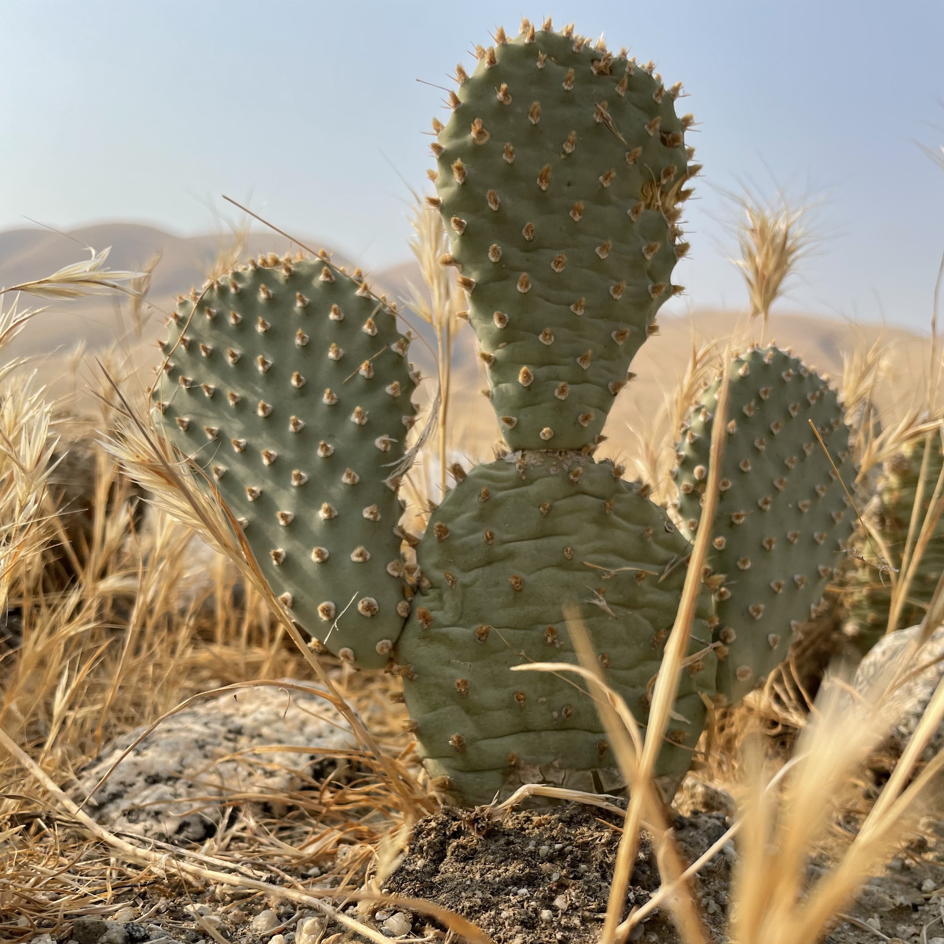 Volunteer Day: Backcountry Bakersfield Cactus Monitoring - logo